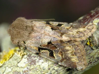 Orthosia (Semiophora) gothica