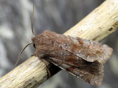 Orthosia (Orthosia) incerta