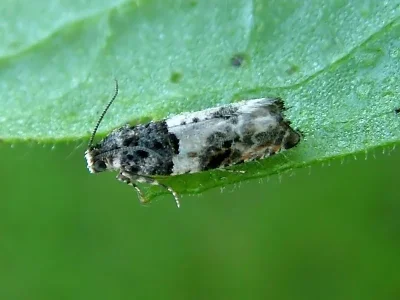 Gypsonoma sociana