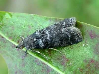 Ortholepis betulae