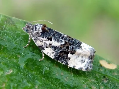 Apotomis turbidana