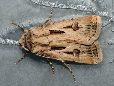 Agrotis (Agrotis) spinifera