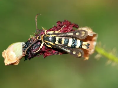 Chamaesphecia (Scopulosphecia) masariformis