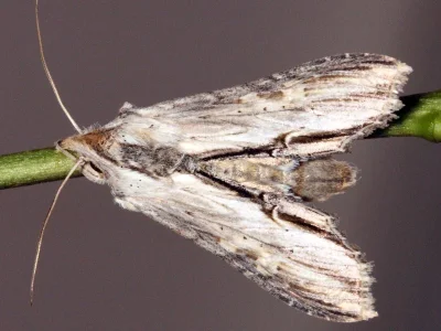 Cucullia thapsiphaga