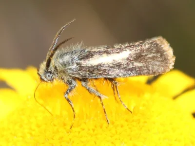 Brachodes appendiculata