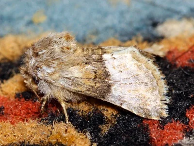 Cleonymia (Serryvania) opposita
