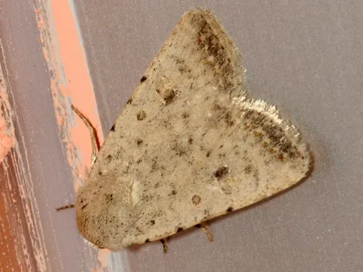 Caradrina (Platyperigea) montana