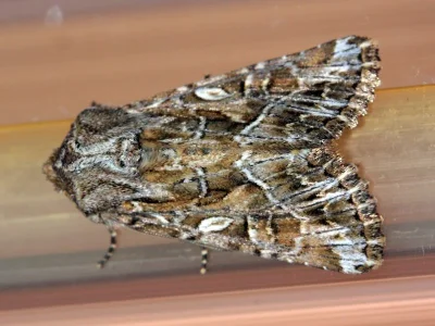 Apamea (Apamea) leucodon