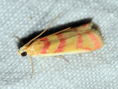 Ancylosis hellenica