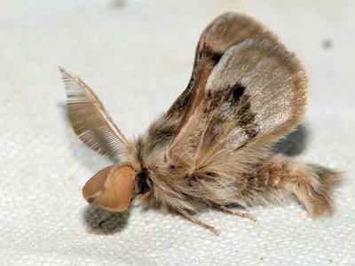 Chondrostega palaestrana