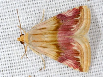 Eublemma (Eublemma) ostrina