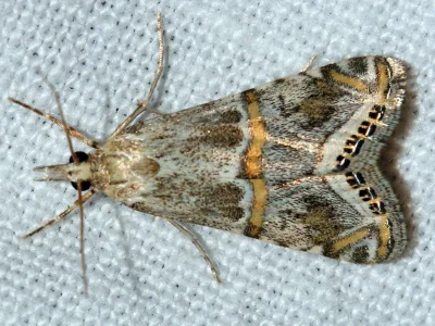 Euchromius ramburiellus