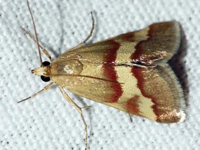 Tegostoma baphialis