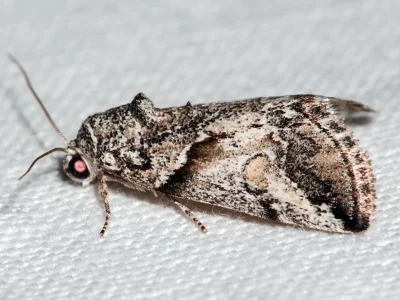 Bryophilopsis roederi