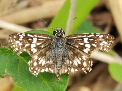 Burnsius adepta