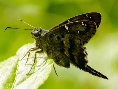 Urbanus (Urbanus) proteus