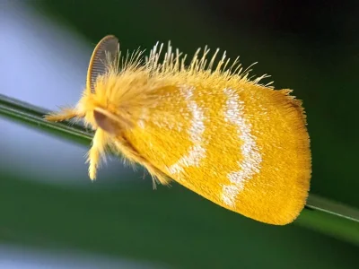 Euproctis lutea