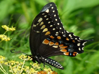 Papilio (Papilio) polyxenes