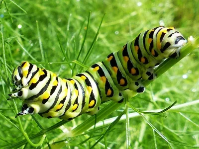 Papilio (P.) polyxenes