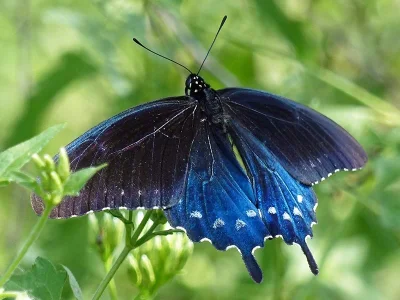 Battus (Battus) philenor