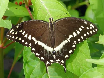 Papilio (Pterourus) palamedes