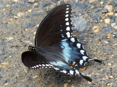 Papilio (Pterourus) troilus