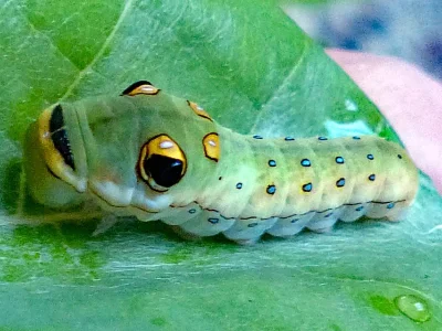 Papilio (Pterourus) troilus