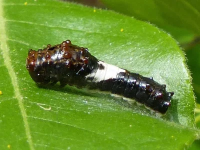 Papilio (Pterourus) multicaudatus