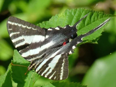 Protographium (Neographium) marcellinus