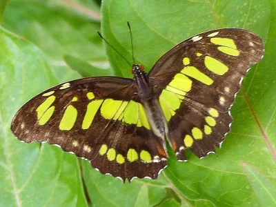 Siproeta stelenes