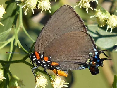 Atlides halesus