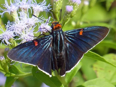 Phocides polybius