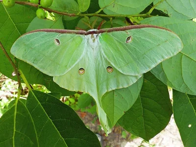 Actias luna