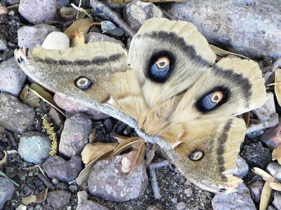 Antheraea (Telea) polyphemus