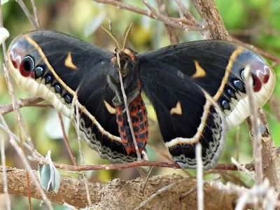 Eupackardia calleta