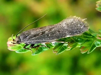 Aroga velocella