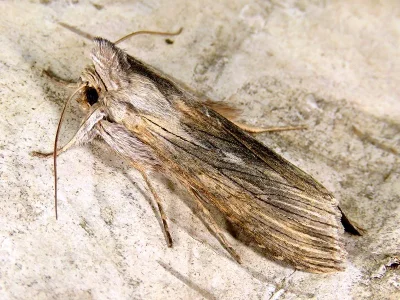 Cucullia chamomillae