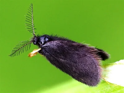 Epichnopterix plumella