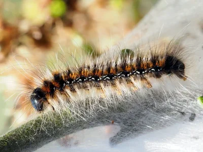 Eriogaster (E.) catax