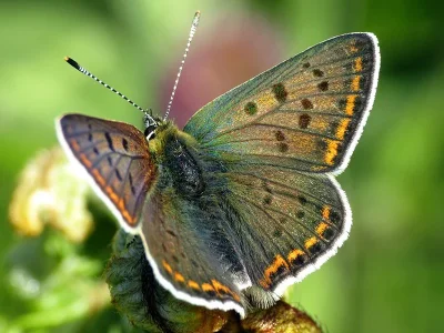 Lycaena (Heodes) tityrus