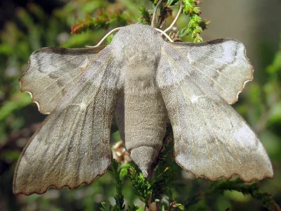 Laothoe populi