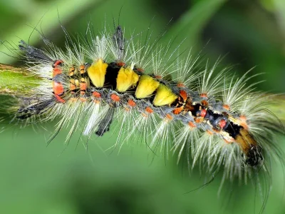 Orgyia (Orgyia) antiqua