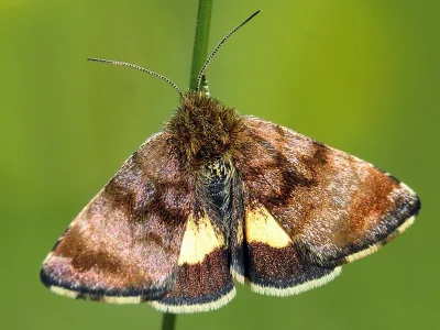 Panemeria tenebrata