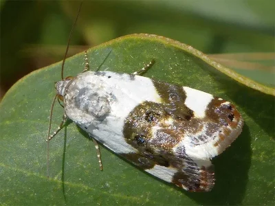 Acontia (Acontia) lucida