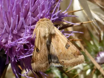 Heliothis (Heliothis) peltigera