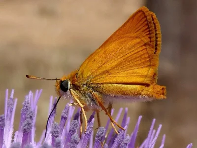 Thymelicus acteon