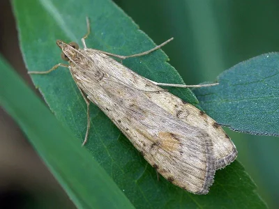 Nomophila noctuella