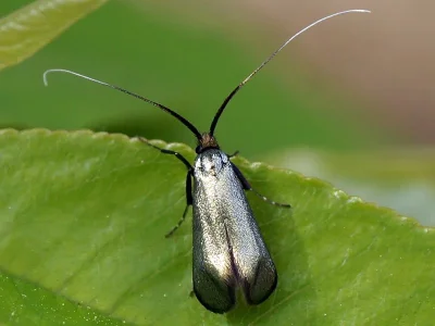 Adela reaumurella