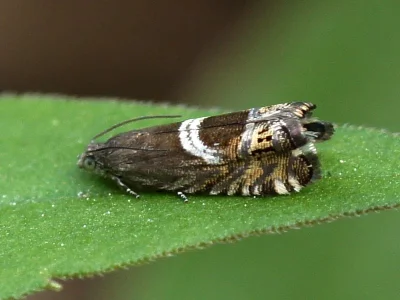 Grapholita (Grapholita) jungiella