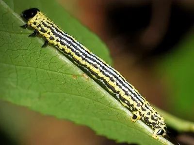 Abraxas (Calospilos) sylvata